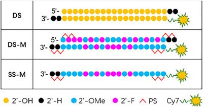 Optimization in Chemical Modification of Single-Stranded siRNA Encapsulated by Neutral Cytidinyl/Cationic Lipids